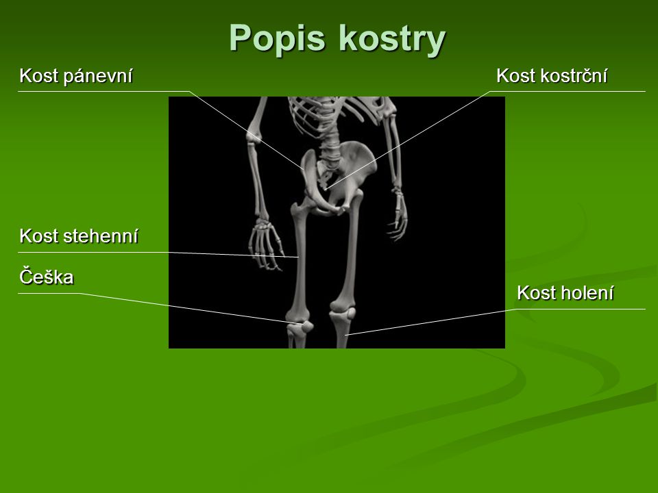 Popis kostry Kost pánevní Kost kostrční Kost stehenní Češka