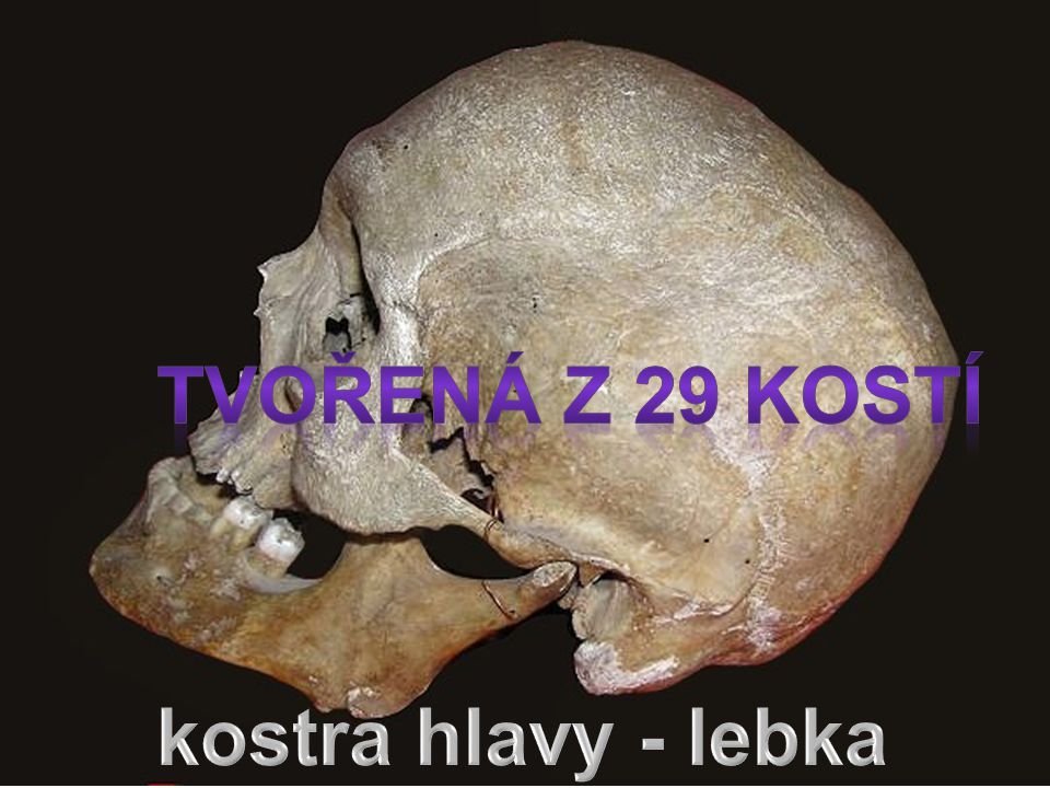 tvořená z 29 kostí kostra hlavy - lebka