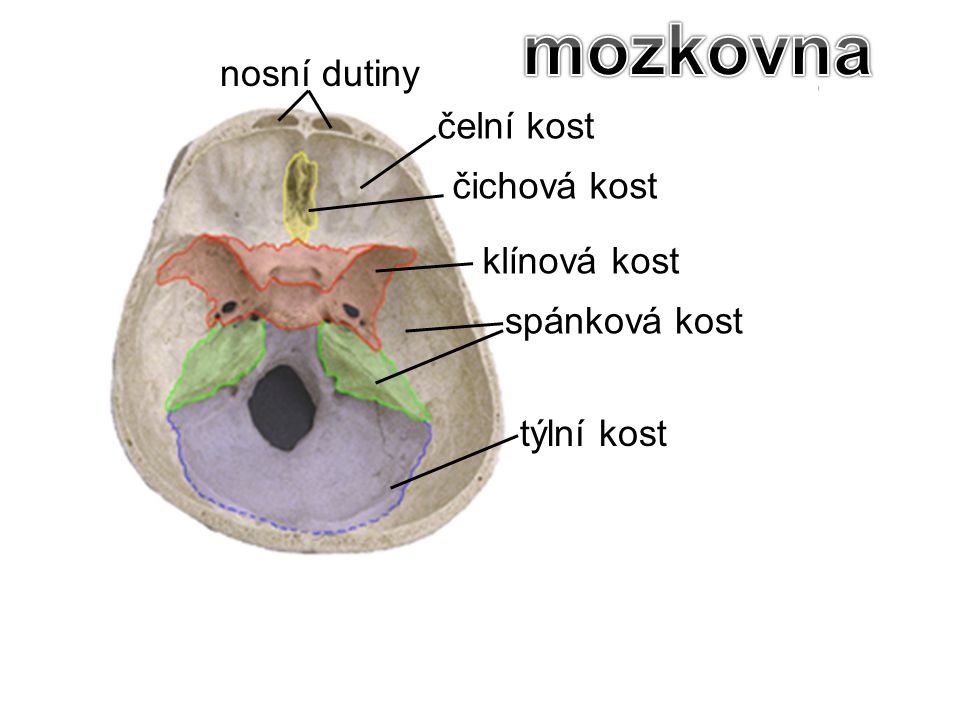 mozkovna nosní dutiny čelní kost čichová kost klínová kost