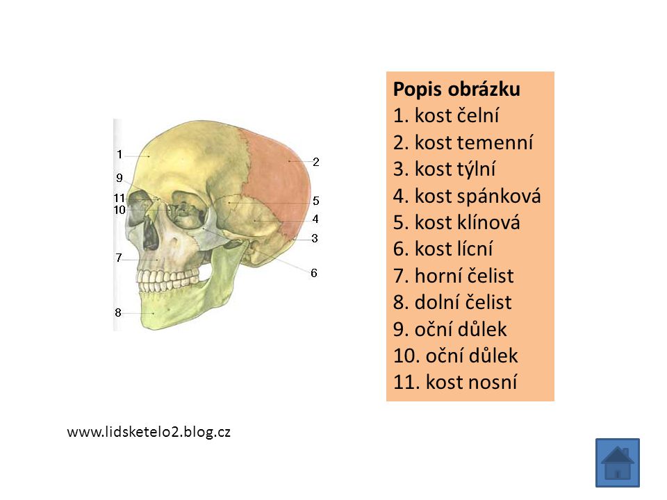 Popis obrázku 1. kost čelní 2. kost temenní 3. kost týlní