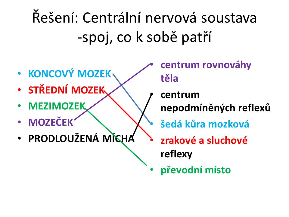 Řešení: Centrální nervová soustava -spoj, co k sobě patří