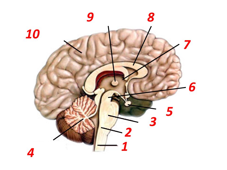 mozková komora mozkový vazník koncový mozek