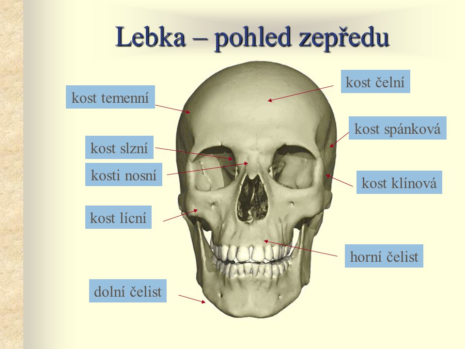Lebka – pohled zepředu kost čelní kost temenní kost spánková