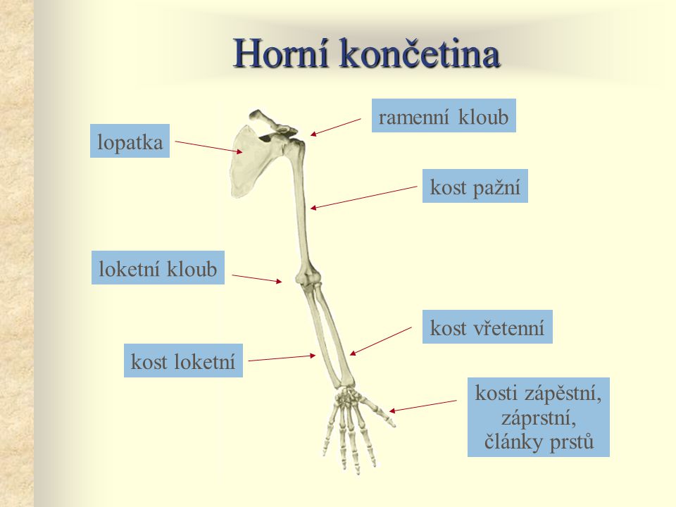 Horní končetina ramenní kloub lopatka kost pažní loketní kloub