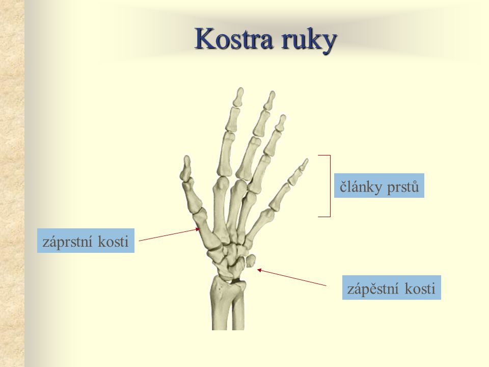 Kostra ruky články prstů záprstní kosti zápěstní kosti
