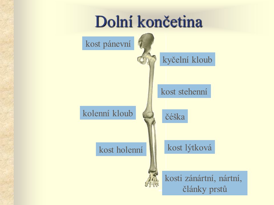 Dolní končetina kost pánevní kyčelní kloub kost stehenní kolenní kloub