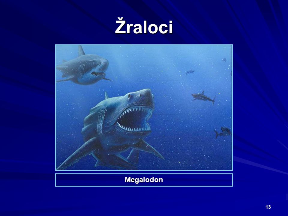 Žraloci Megalodon