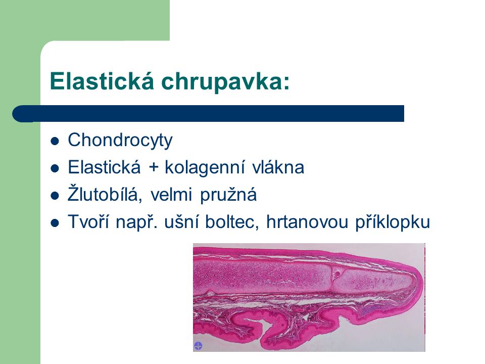 Elastická chrupavka: Chondrocyty Elastická + kolagenní vlákna