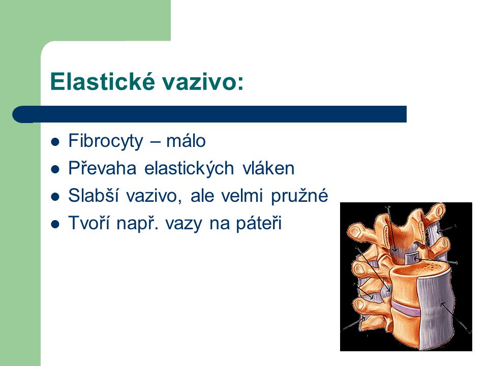Elastické vazivo: Fibrocyty – málo Převaha elastických vláken