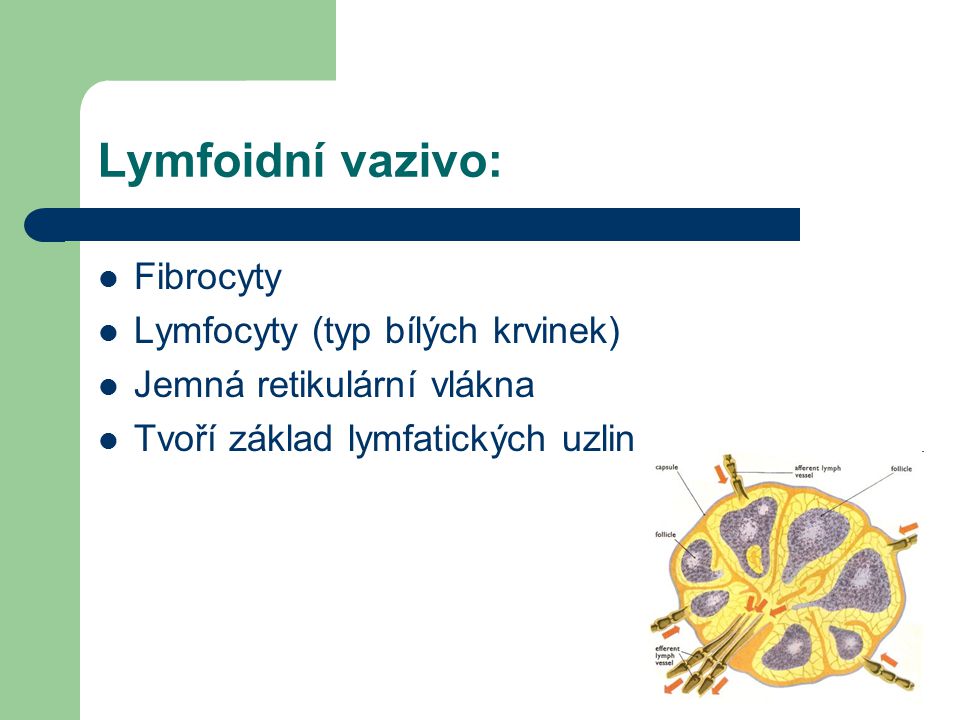 Lymfoidní vazivo: Fibrocyty Lymfocyty (typ bílých krvinek)