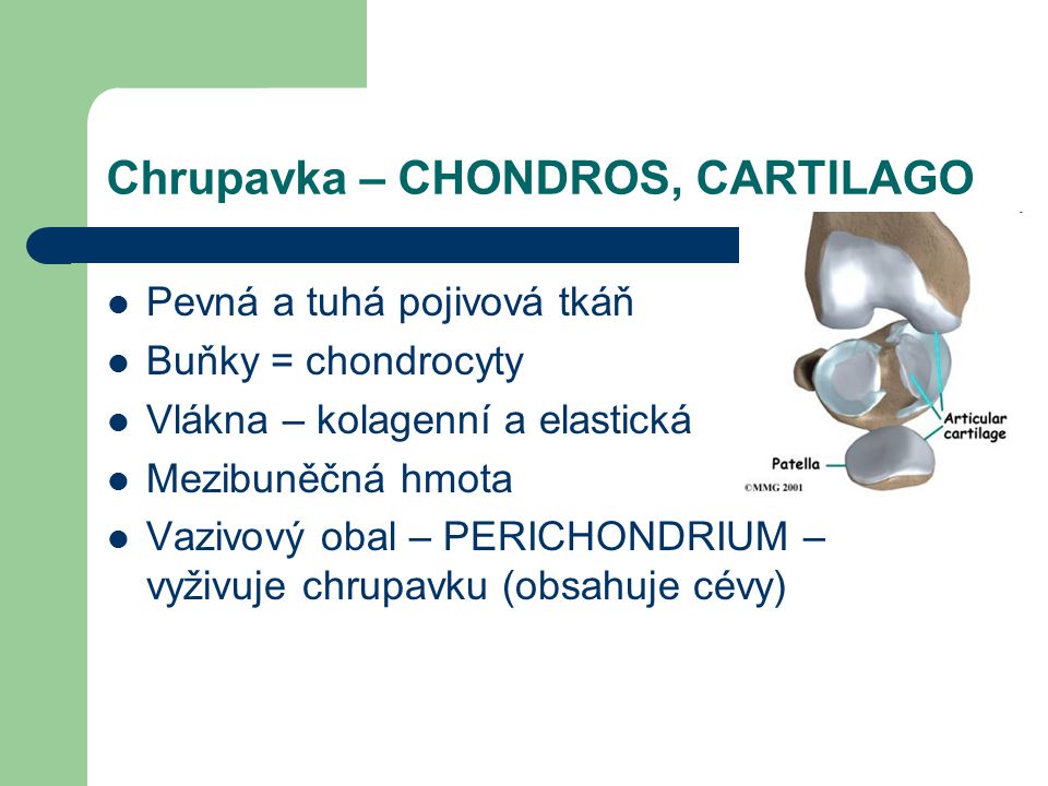 Chrupavka – CHONDROS, CARTILAGO