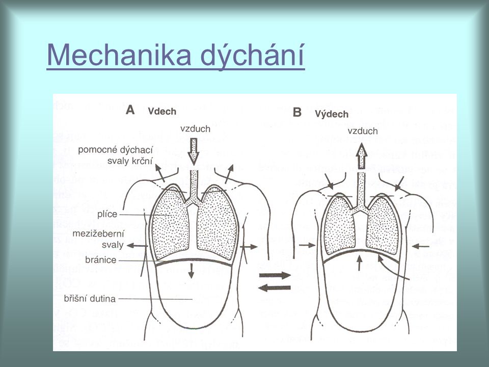 Mechanika dýchání