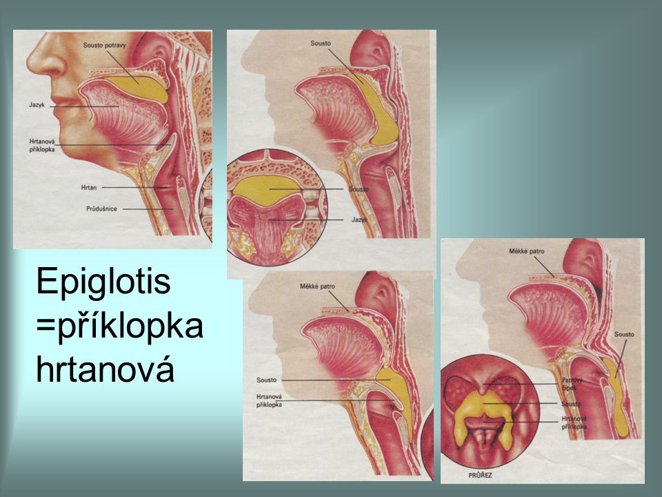 Epiglotis =příklopka hrtanová