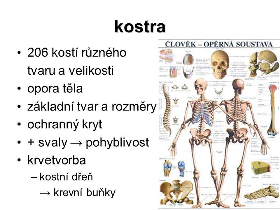 kostra 206 kostí různého tvaru a velikosti opora těla