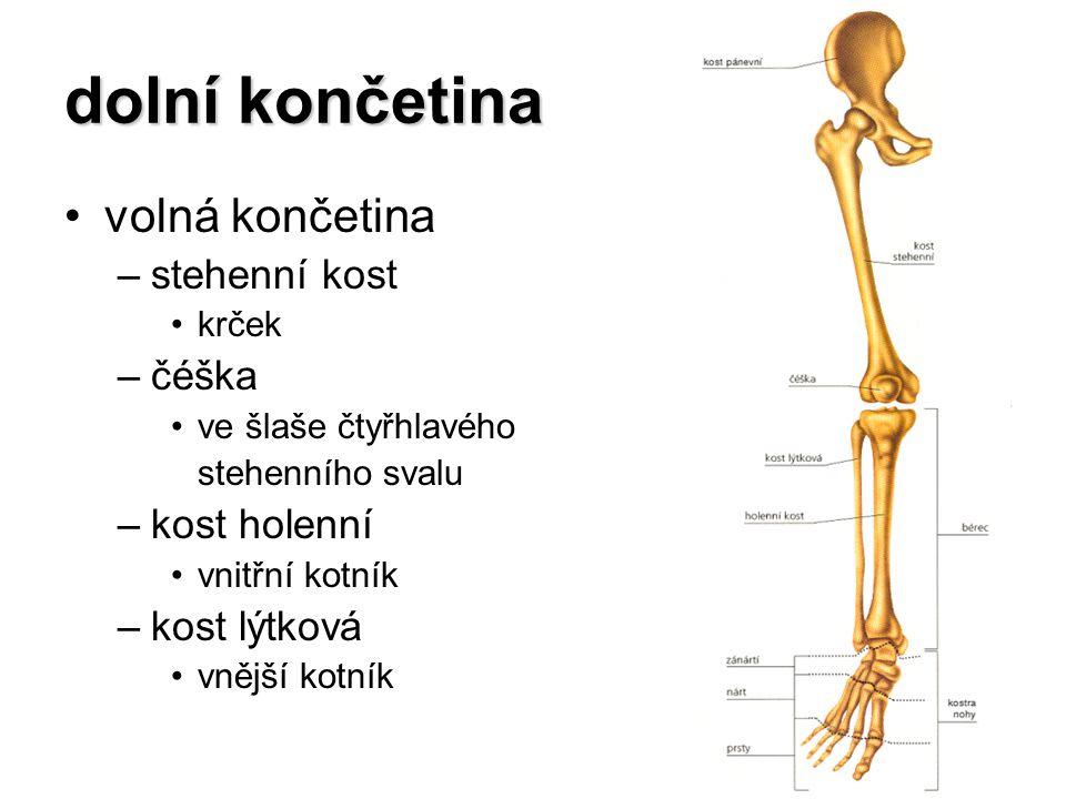 dolní končetina volná končetina stehenní kost čéška kost holenní