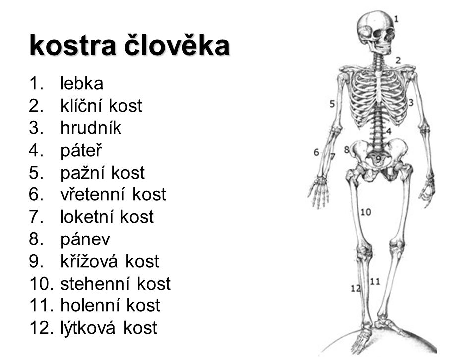 kostra člověka lebka klíční kost hrudník páteř pažní kost
