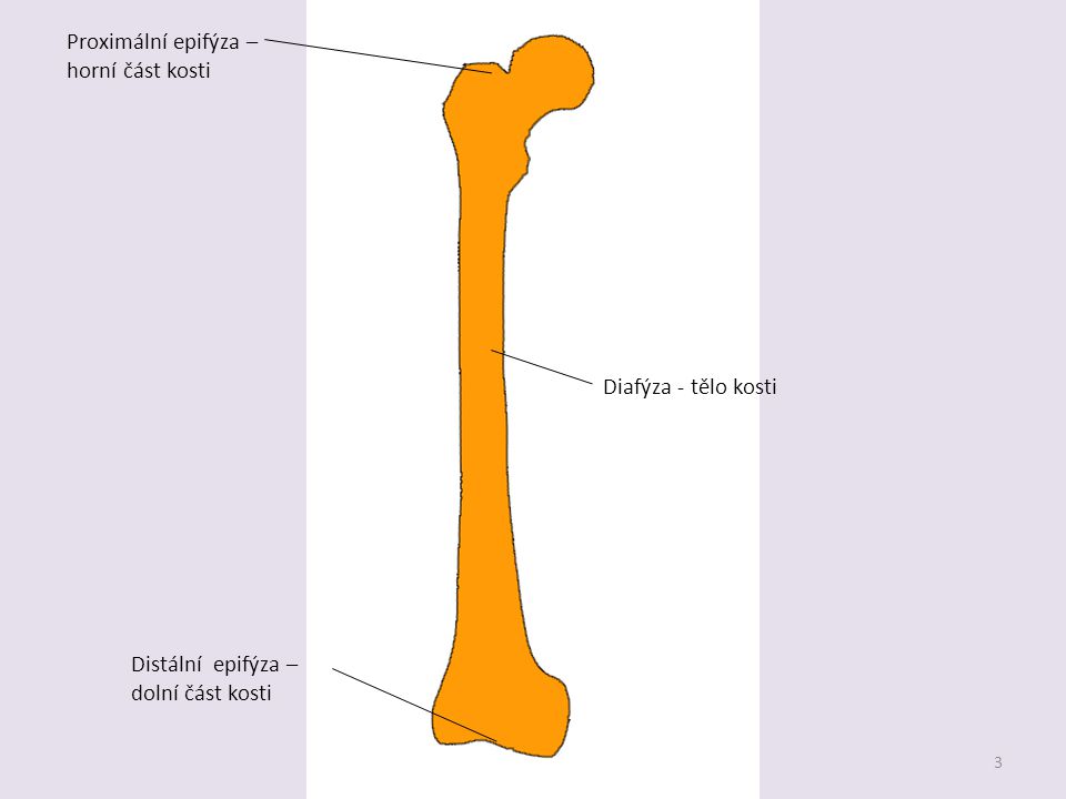 Proximální epifýza – horní část kosti Diafýza - tělo kosti Distální epifýza – dolní část kosti
