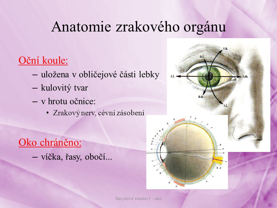 Anatomie zrakového orgánu