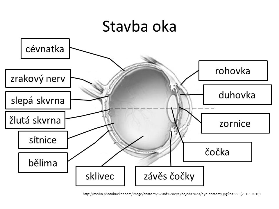 Stavba oka cévnatka rohovka zrakový nerv duhovka slepá skvrna