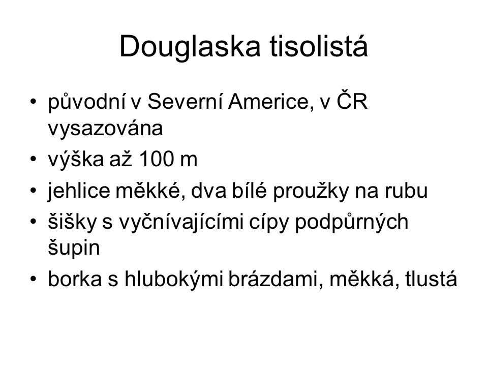Douglaska tisolistá původní v Severní Americe, v ČR vysazována