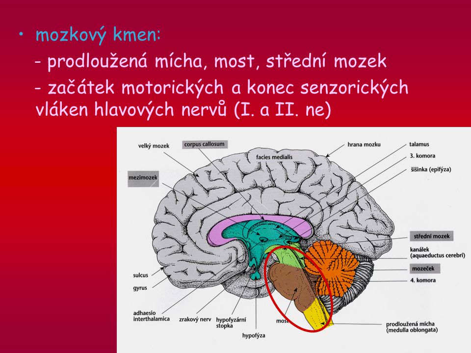 mozkový kmen: - prodloužená mícha, most, střední mozek.