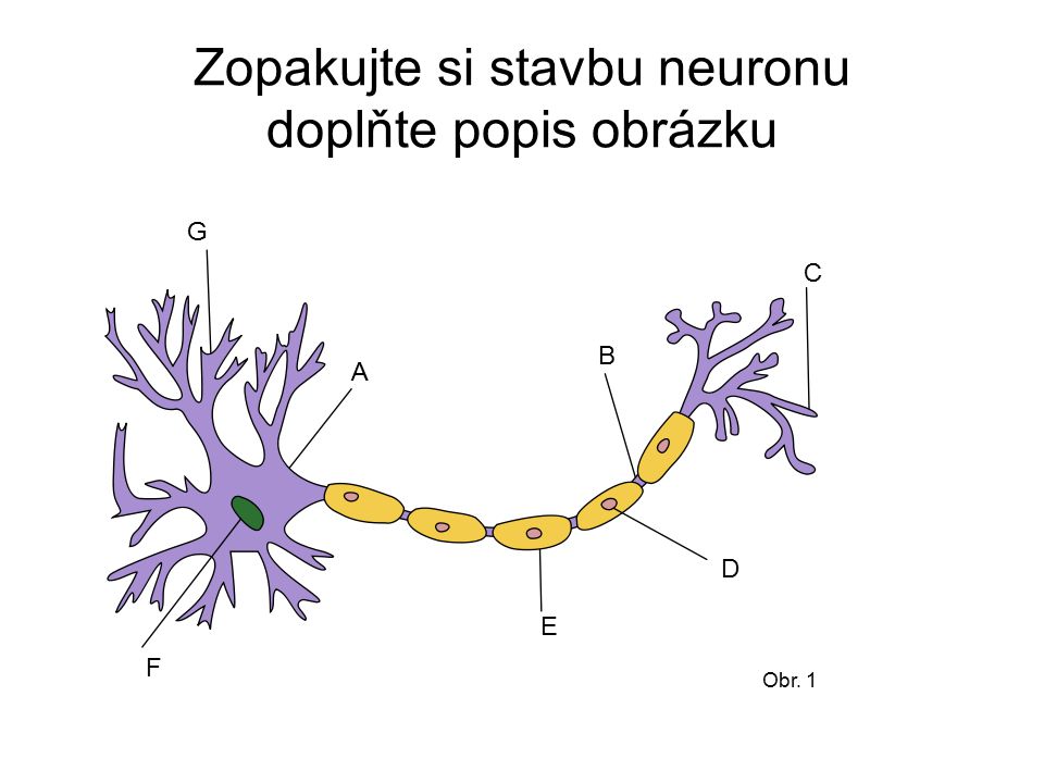 Zopakujte si stavbu neuronu doplňte popis obrázku