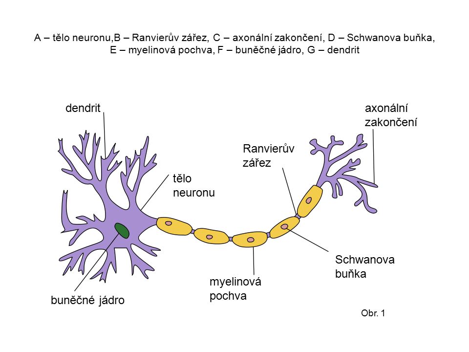 dendrit axonální zakončení Ranvierův zářez tělo neuronu