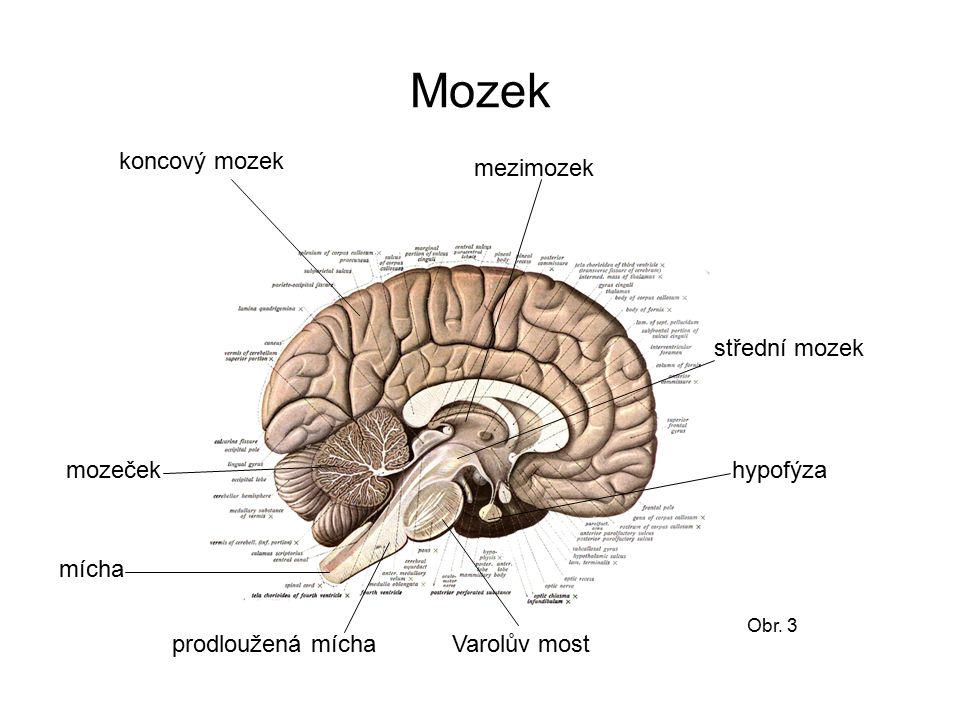 Mozek koncový mozek mezimozek střední mozek mozeček hypofýza mícha