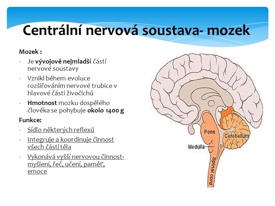 Centrální nervová soustava- mozek