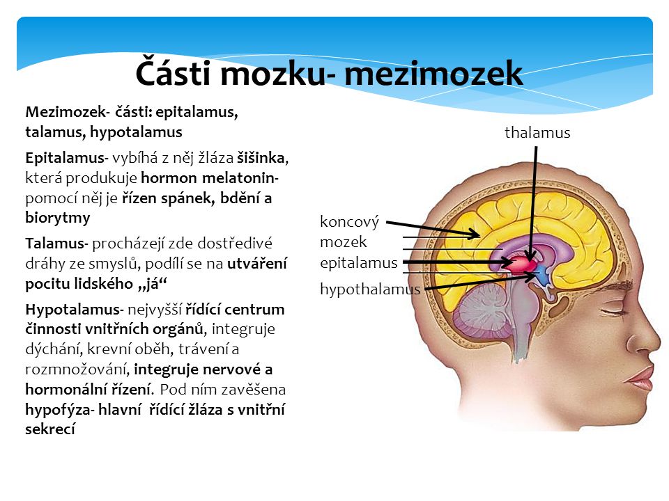 Části mozku- mezimozek