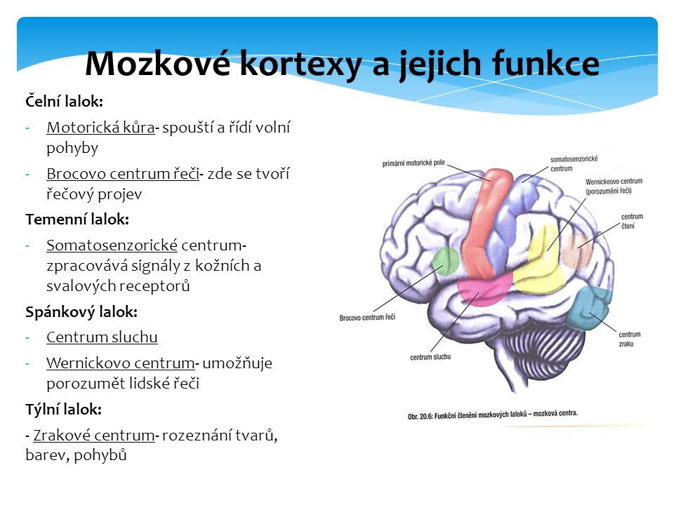 Mozkové kortexy a jejich funkce
