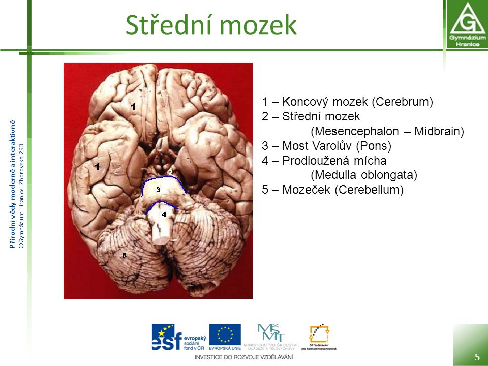Střední mozek 1 – Koncový mozek (Cerebrum)