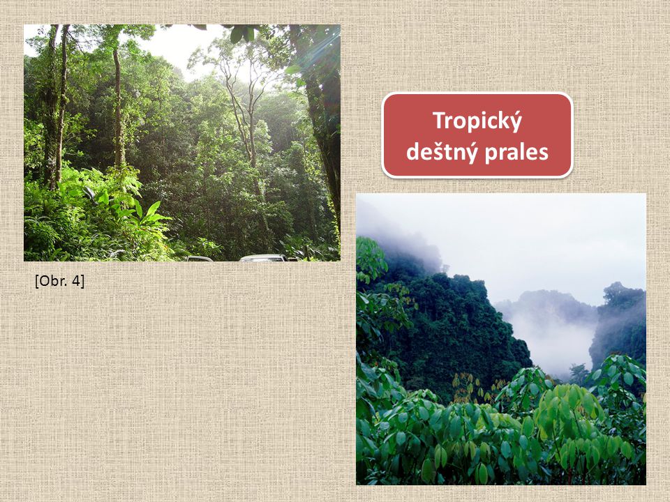 Tropický deštný prales