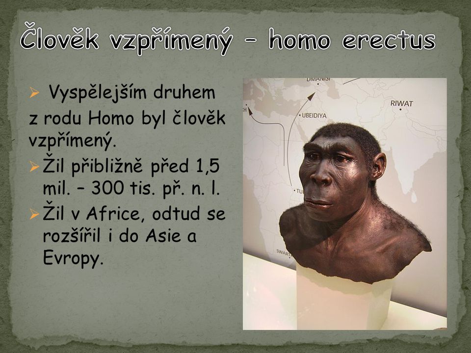 Člověk vzpřímený – homo erectus