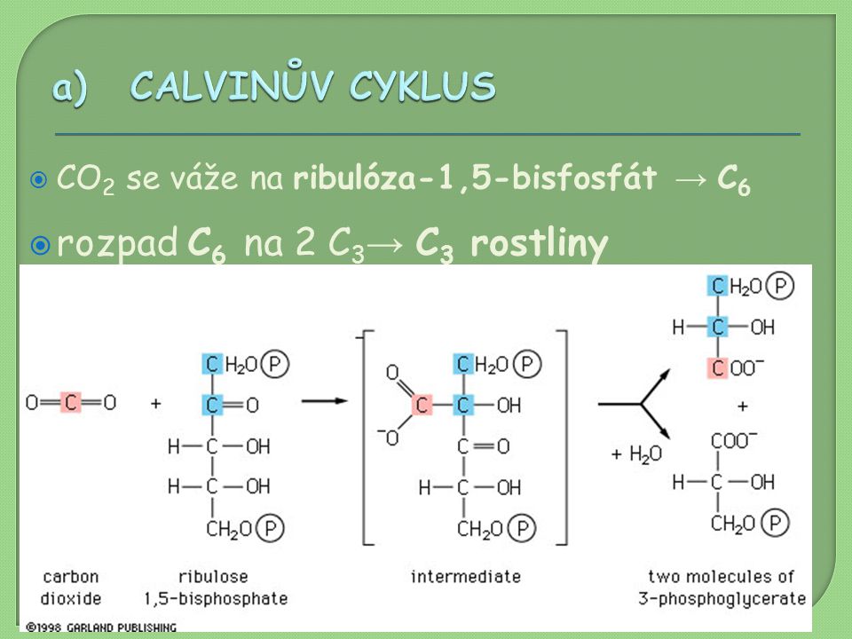 rozpad C6 na 2 C3→ C3 rostliny dalšími reakcemi vzniká C6 cukr
