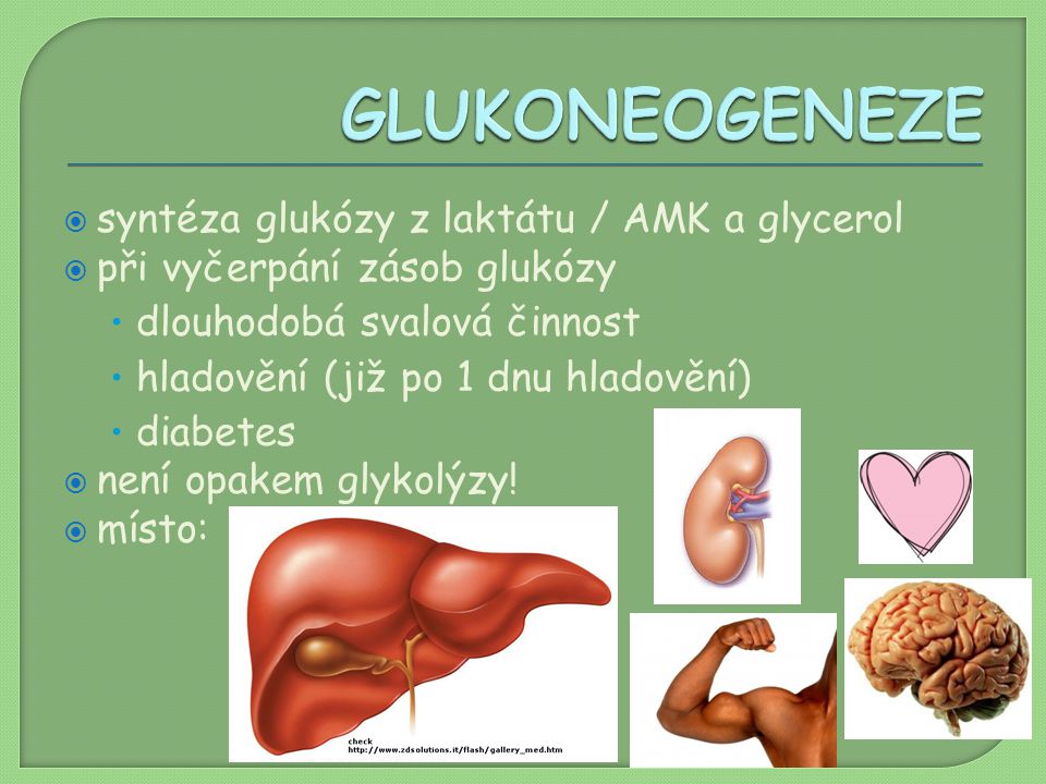 GLUKONEOGENEZE syntéza glukózy z laktátu / AMK a glycerol