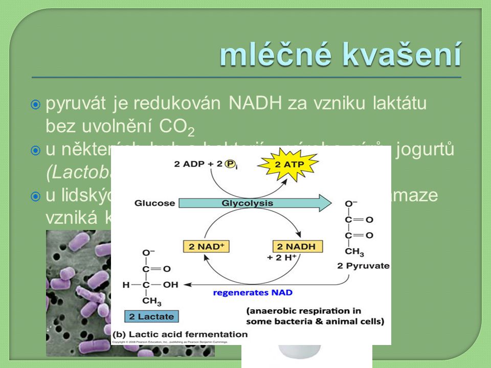 mléčné kvašení pyruvát je redukován NADH za vzniku laktátu bez uvolnění CO2.
