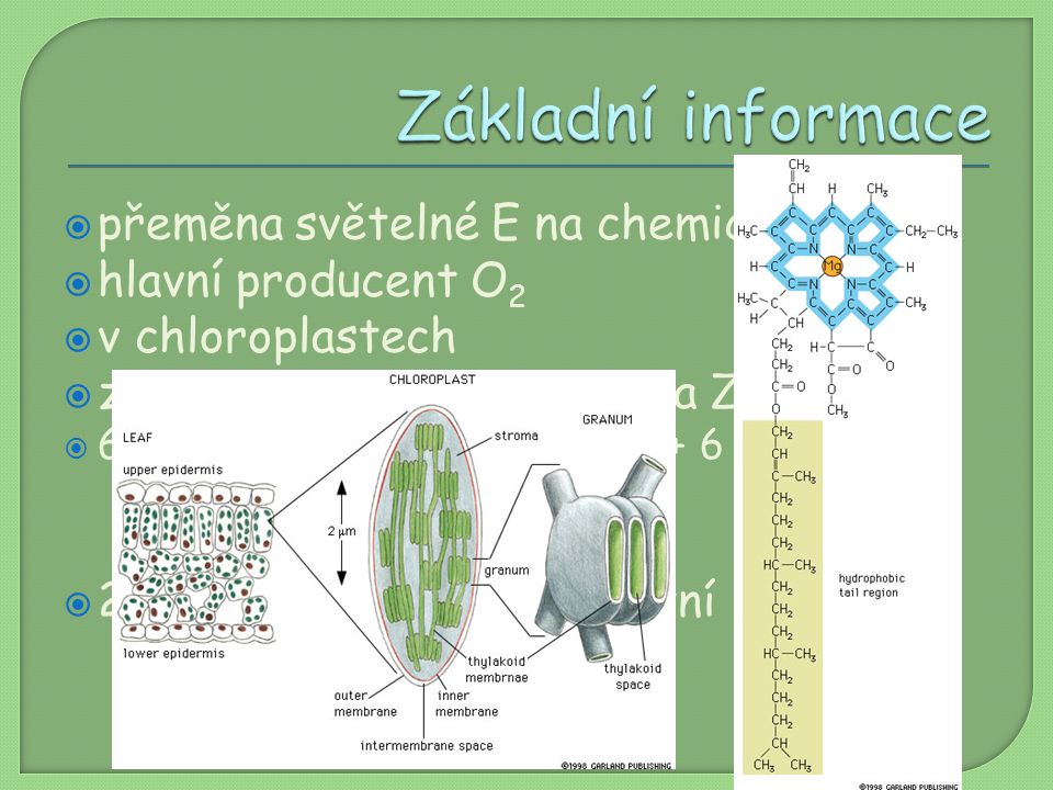 Základní informace přeměna světelné E na chemickou hlavní producent O2