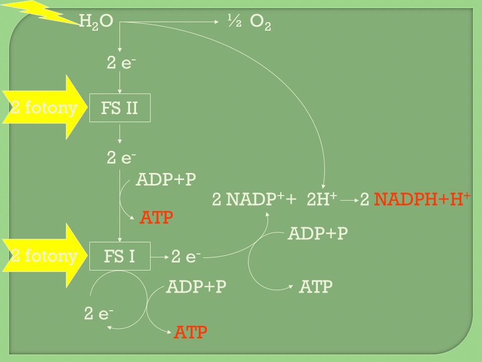 H2O ½ O2. 2 e- 2 fotony. FS II. 2 e- ADP+P. 2 NADP++ 2H+ 2 NADPH+H+ ATP. ADP+P. 2 fotony.