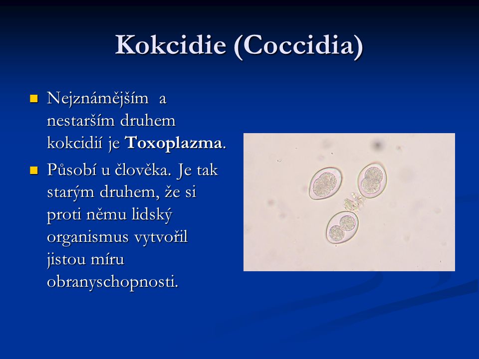 Kokcidie (Coccidia) Nejznámějším a nestarším druhem kokcidií je Toxoplazma.