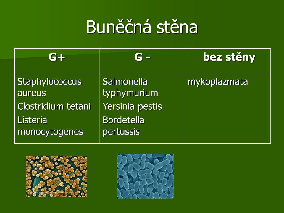 Buněčná stěna G+ G - bez stěny Staphylococcus aureus