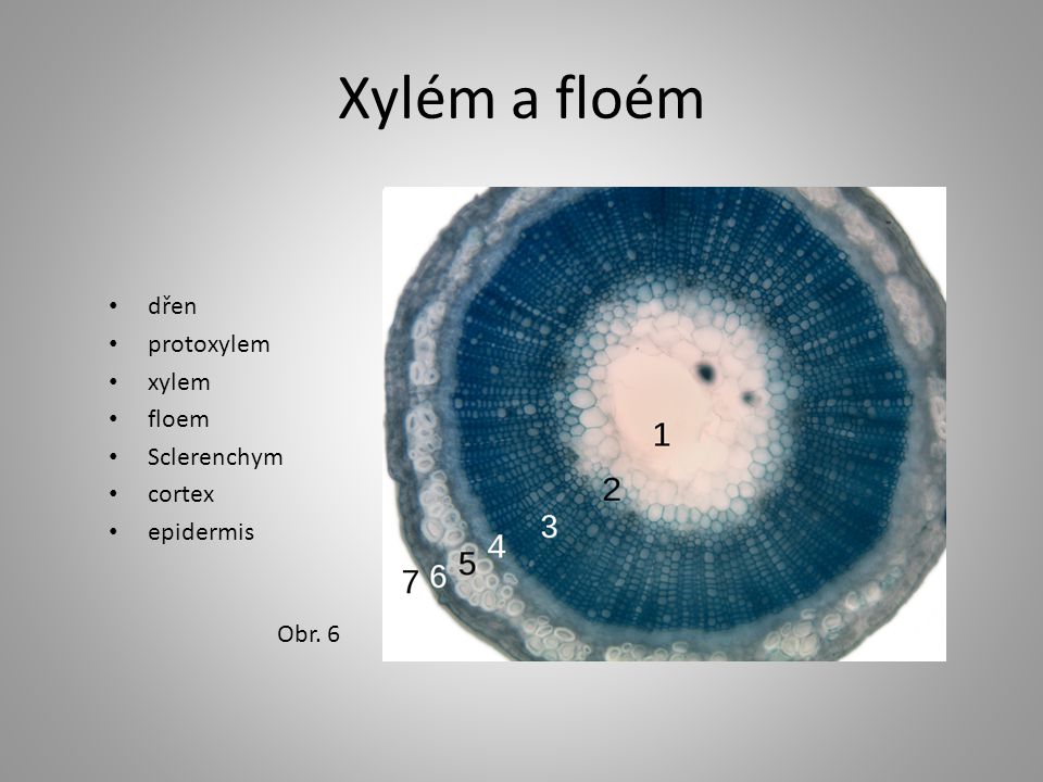 Xylém a floém dřen protoxylem xylem floem Sclerenchym cortex epidermis