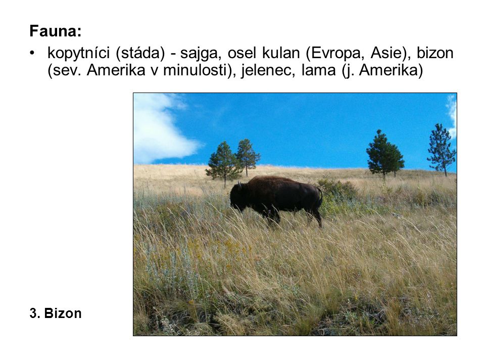 Fauna: kopytníci (stáda) - sajga, osel kulan (Evropa, Asie), bizon (sev. Amerika v minulosti), jelenec, lama (j. Amerika)