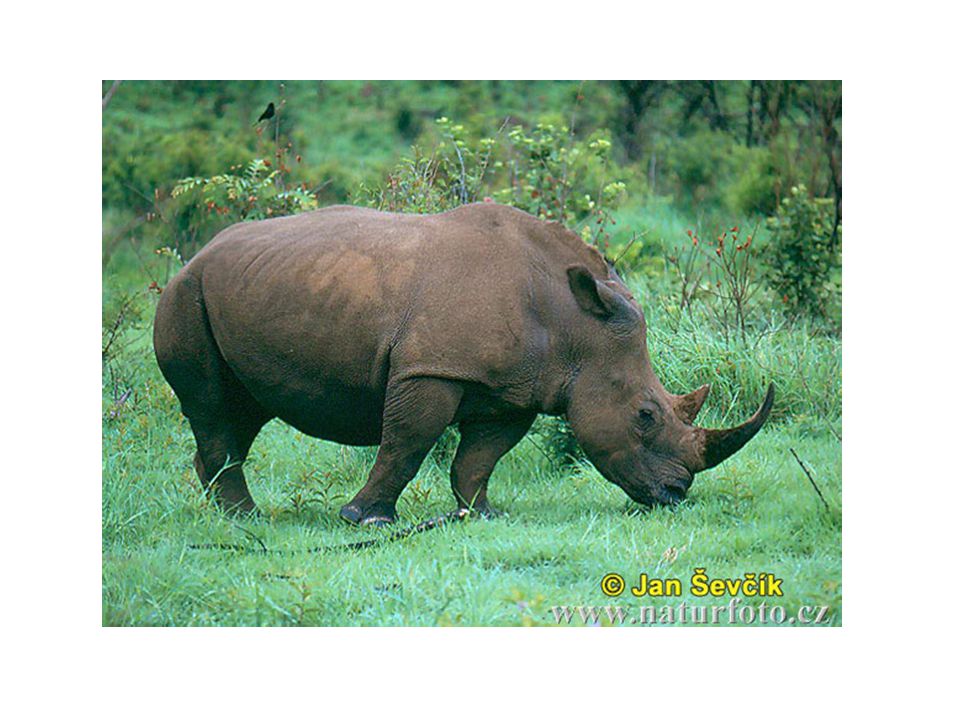 Nosorožec tuponosý