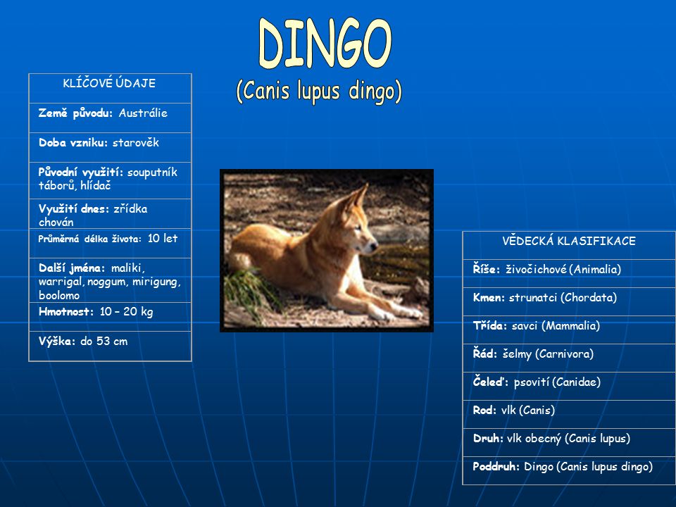 DINGO (Canis lupus dingo) KLÍČOVÉ ÚDAJE Země původu: Austrálie