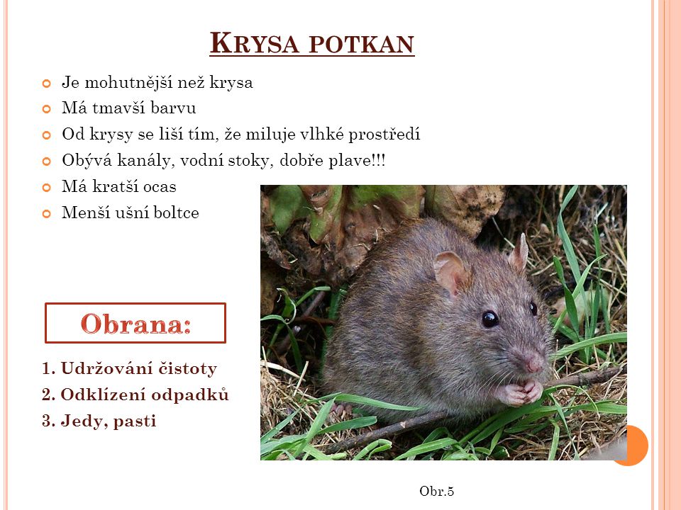 Krysa potkan Obrana: Je mohutnější než krysa Má tmavší barvu