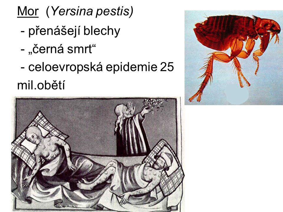 Mor (Yersina pestis) - přenášejí blechy - „černá smrt - celoevropská epidemie 25 mil.obětí