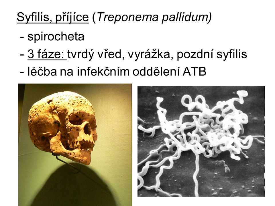 Syfilis, příjíce (Treponema pallidum)