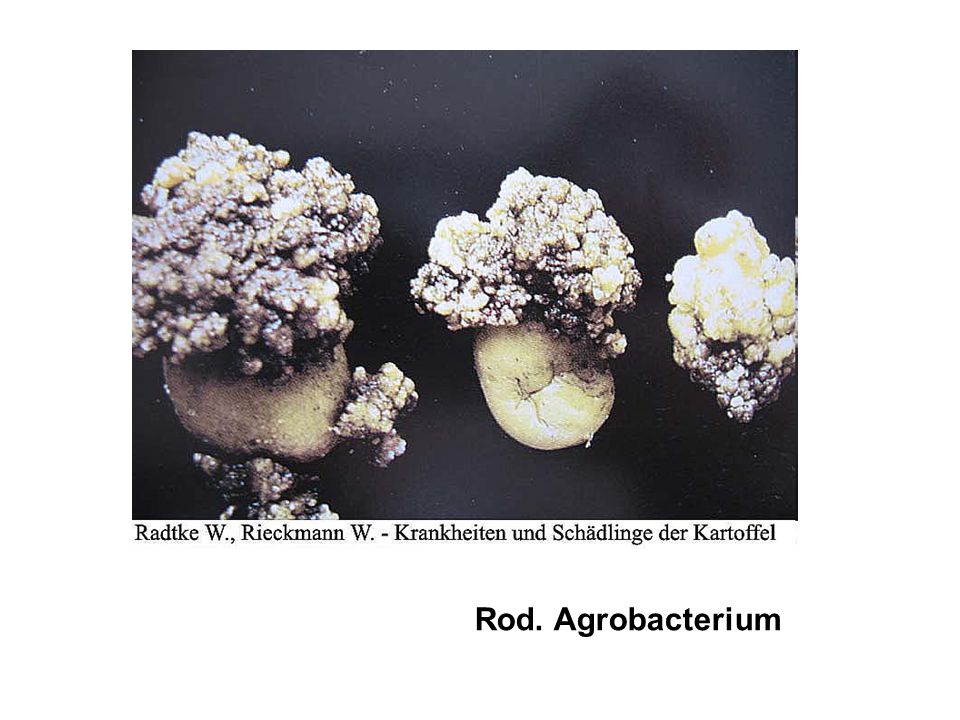 Rod. Agrobacterium