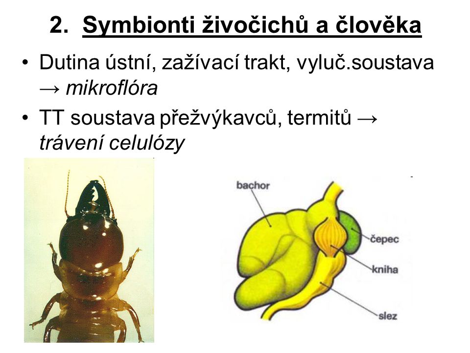 2. Symbionti živočichů a člověka